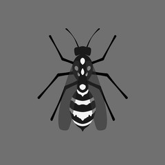 Wasp illustration, engraving, drawing, ink, vector
