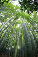 Bamboo Garden at Kamakura Japan