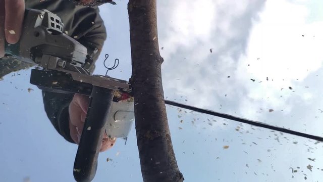 a chain saw cuts branches with flying sawdust in slow motion, an electric saw effectively cuts a branch falling to the ground