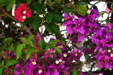 Mediterranean flowers, living wall of flowers