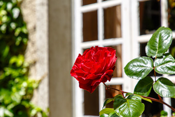 Bushes with red roses against a stone wall and an old window with white bindings.