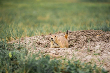 Fototapeta premium Badlands National Park in South Dakota