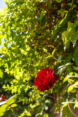 Blooming rose flower on the background of the Park