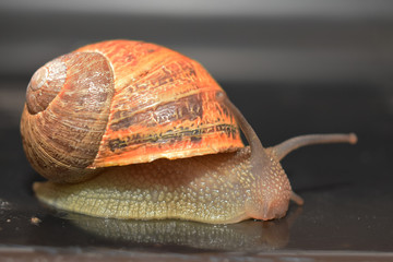 L'escargot et sa coquille en spirale.