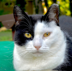 Potrait of a feral cat with a half black and half white face and a clipped ear indicating that the animal has been spayed or neutered.  Closeup. 