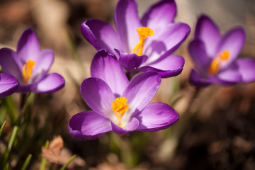 Four crocus freshly blossomed in spring time.