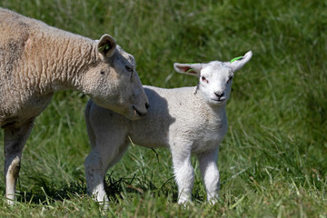 Obraz na płótnie Canvas Young lamb in sunny spring
