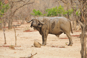 Buffalo in Malawi in the dry season
