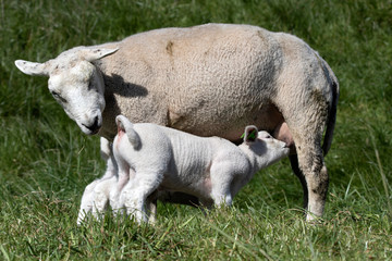 Naklejka na ściany i meble Young lamb drinks milk from its mother