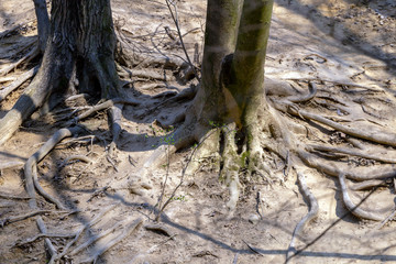 Tree roots in the Buda mountains near Solymar, Hungary
