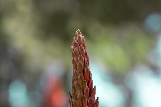 Close-up of a red flower of the aloe vera plant, blurred background