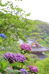 Hydrangea at Hase Temple Kamakura JAPAN
