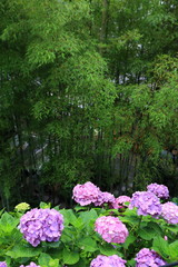 Hydrangea at Hase Temple Kamakura JAPAN