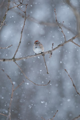 American Tree Sparrow