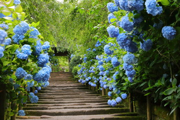 Hydrangea at Meigetsuin (Hydrangea Temple) Kamakura Japan