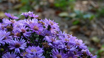 Purple Aster Flowers in the Morning Light