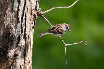 Chipping Sparrow