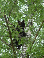 Obraz premium Adult brown bears playing and posing among swamp forest