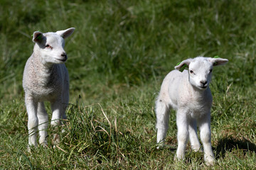 2 lambs in the Dutch spring