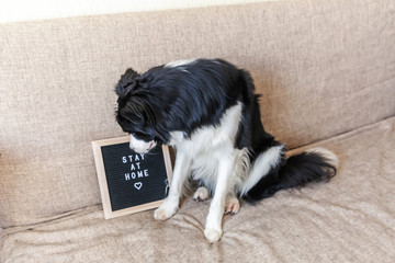 Stay home. Funny portrait of cute puppy dog on couch with letter board inscription STAY AT HOME word. New lovely member of family little dog at home indoors. Pet care animal life quarantine concept.