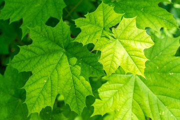 Saftig Grüne Blätter Hintergrund 