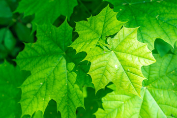 Saftig Grüne Blätter Hintergrund 