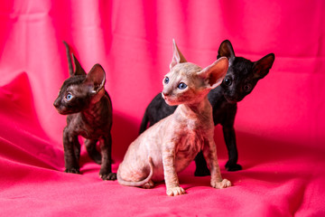Cornish Rex kittens on a pink background
