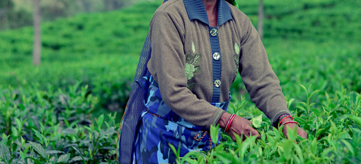 Close Up Hands Of Sri Lankan Traditional Tamil Tea Plucking Woman