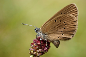 Nahansicht eines Dunklen Ameisenbläuling