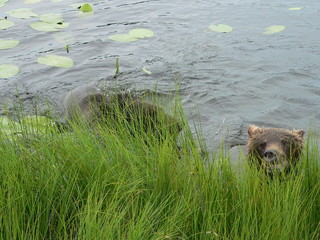 Adult brown bears playing and posing among swamp forest