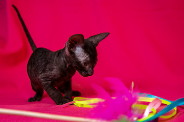 Cornish Rex black kitten (dark brown)