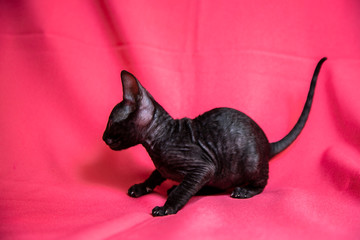 Cornish Rex black kitten (dark brown)