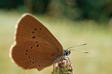 Nahansicht eines Dunklen Ameisenbläuling
