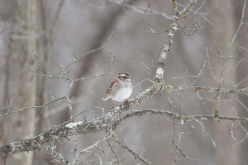 White-Throated Sparrow