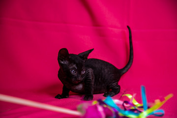 Cornish Rex black kitten (dark brown)