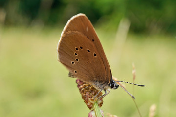 Fototapeta premium Nahansicht eines Dunklen Ameisenbläuling