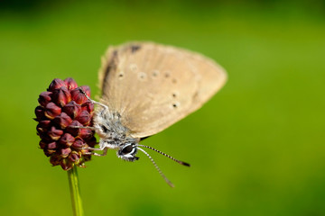 Nahansicht eines Dunklen Ameisenbläuling