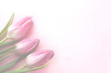 Bouquet of pink spring tulips and place for text for Mother's Day or Women on a pink background. Top view flat style.