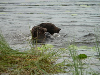 Adult brown bear (Ursus arctos) posing and playing in swamp forest
