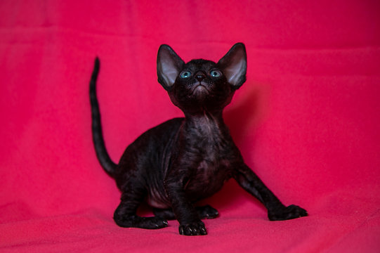 Cornish Rex black kitten (dark brown)