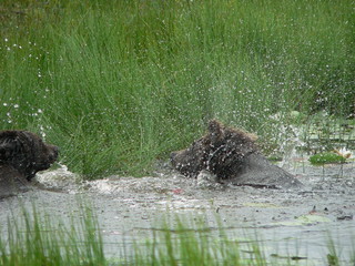 Adult brown bear (Ursus arctos) posing and playing in swamp forest