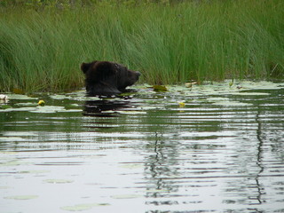 Adult brown bear (Ursus arctos) posing and playing in swamp forest