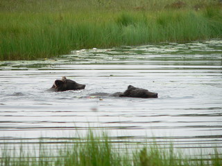 Adult brown bear (Ursus arctos) posing and playing in swamp forest