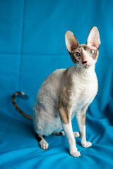 Adult Cornish Rex cat on a sky-blue background
