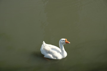 Geese of Kholmogory breed, gray geese swim on the lake. Domestic species of birds.