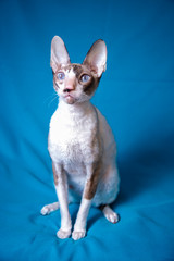 Adult Cornish Rex cat on a sky-blue background