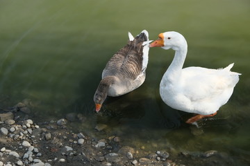 Geese of Kholmogory breed, gray geese walk on the lake. Domestic species of birds.