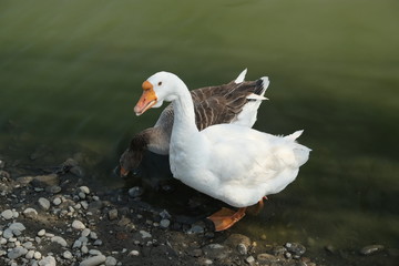 Naklejka na ściany i meble Geese of Kholmogory breed, gray geese walk on the lake. Domestic species of birds.