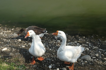 Naklejka na ściany i meble Geese of Kholmogory breed, gray geese walk on the lake. Domestic species of birds.