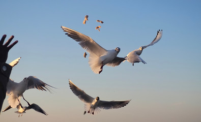 Many flying seagulls in front of blue sky